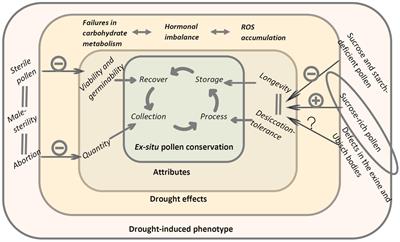 The potential impacts of climate change on ex situ conservation options for recalcitrant-seeded species